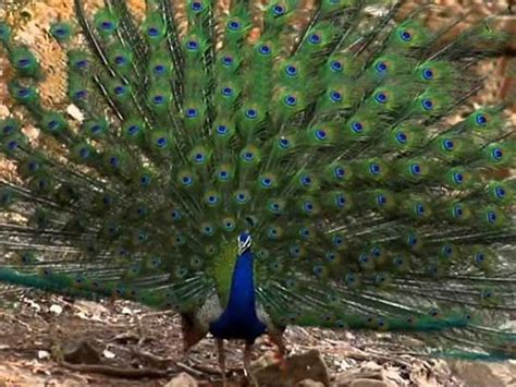 Pin On Wildlife Sanctuaries In Gujarat