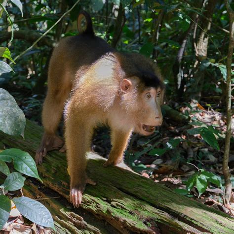 Hämta alla bilder och använd dem även för kommersiella projekt. Southern pig-tailed macaque, Macaque à queue de cochon ...