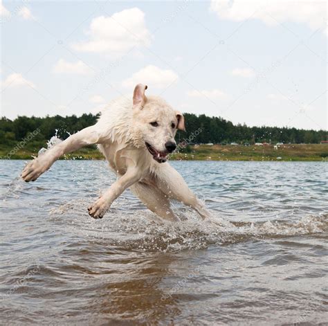 Dog Jumping In The Water — Stock Photo © Depfotovampir 7847534
