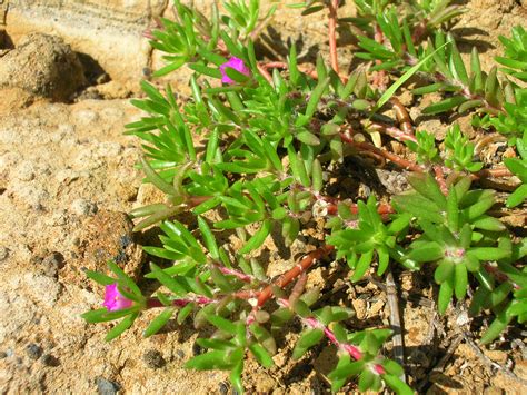 The first leaf is egg shaped and has a notched tip. File:Starr 060405-6884 Portulaca pilosa.jpg - Wikimedia ...
