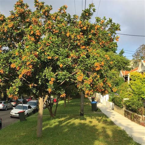 Ken Burgin On Instagram Great Street Trees In Bondi Covered In Big