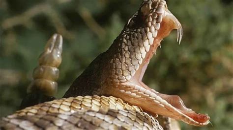 Una Mordedura De Serpiente No Es Lo Más Peligroso De Australia