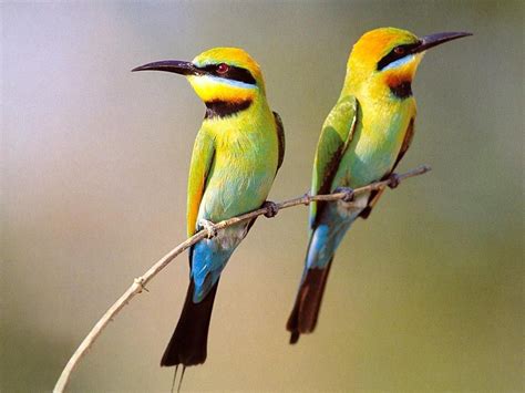 Two Small Birds On Branch Wallpaper 1024×768 Birds Wallpapers