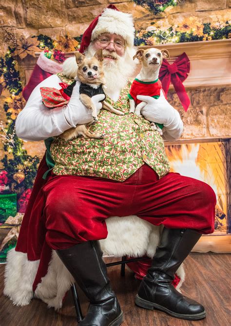Free Images Dogs Chi Happy Santa Claus Christmas Eve Fictional