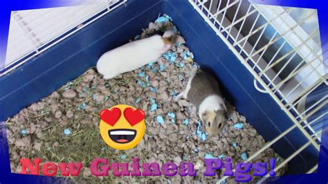 Carissas New Guinea Pigs From Petco Youtube