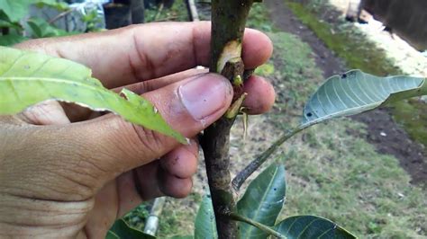 Single Bud Grafting On Mango Tree Video Tutorial By Grafting Examples