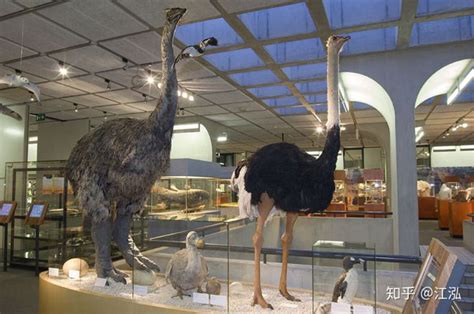 Madagascar Discovered The First Giant Bird In History To Be Up To 3