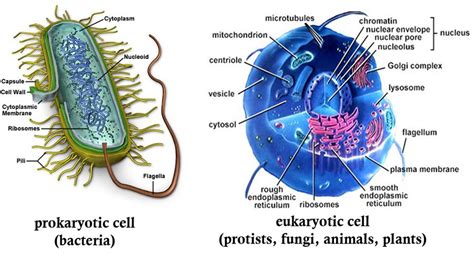 Prokaryotic And Eukaryotic These Two Cells Has A Plasma Membrane And A Cell Membrane A
