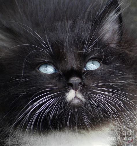 Black Kitten With Blue Eyes Photograph By Sergey Lukashin Fine Art
