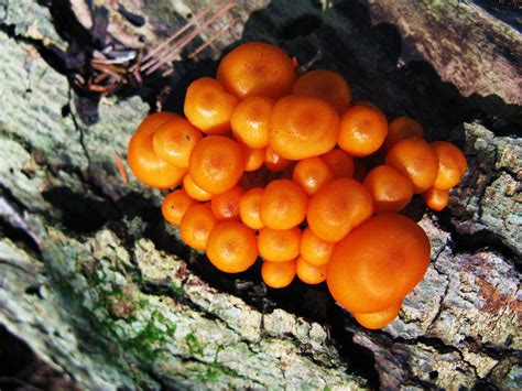 Orange Fungi These Mushrooms Are Amazing They Simply Flickr