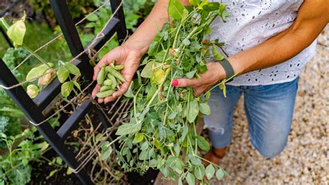 4 Ways To Increase Your Sugar Snap Peas Production Gardenary