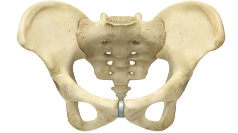 Largest Pelvic Bone