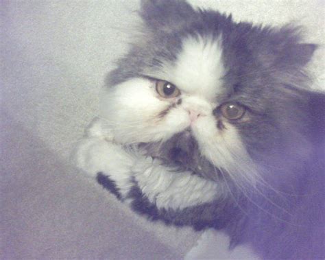 Considered as the cat world's glamor puss, the persian has long been a favorite by many famous individuals including queen victoria and other members of the nobility. Persian Cat FOR SALE ADOPTION from Fountain Colorado El ...