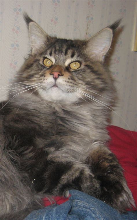 Maine coon cats are big, fluffy, affectionate pets. Maine Coon Cat Breeder & Kittens in NY & PA