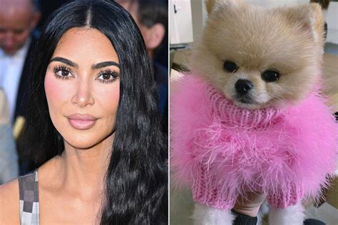Kim Kardashian Shares Photo Of Her Dog Sushi In A Fluffy Pink Sweater