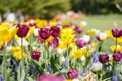Tulip Musim Semi Alam Foto Gratis Di Pixabay Pixabay