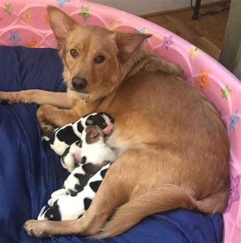 Golden Retriever Gives Birth To Tiny Cow Puppies Inspiremore