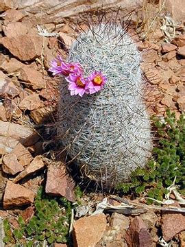 And to reduce the rate of transpiration. Cacti / Desert Succulents - Tonto National Monument (U.S ...
