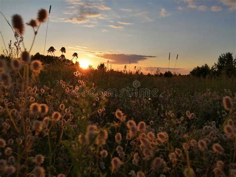Beautiful Sunset Meadow Grasses And Flowers Are Illuminated With Amber