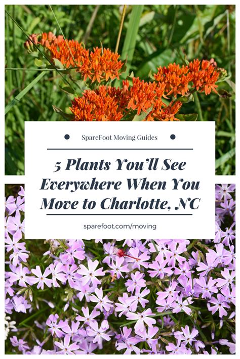 5 Plants Youll See Everywhere When You Move To Charlotte Nc