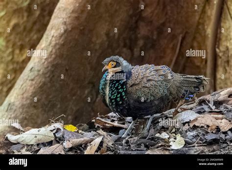 Very Rare Picture Of Bornean Peacock Pheasant Polyplectron Schleiermacheri Male In Primary