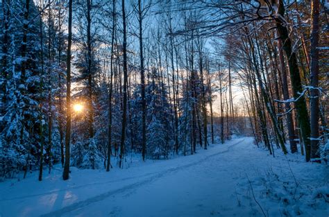 Forest Path Park Track Traces Winter Snow Tree Sun Rays