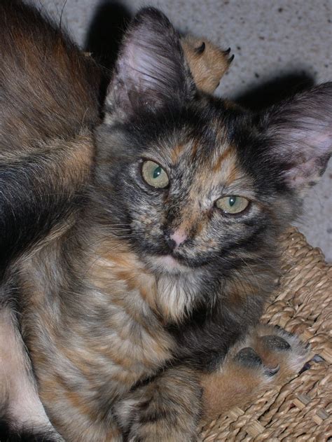 Cats are enigmatic animals that love to keep us tense waiting for their next prank. Cat Tortoiseshell : Biological Science Picture Directory ...