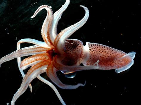 Did you scroll all this way to get facts about giant squid? Why This Squid Has One Giant and One Tiny Eye | Smart News ...