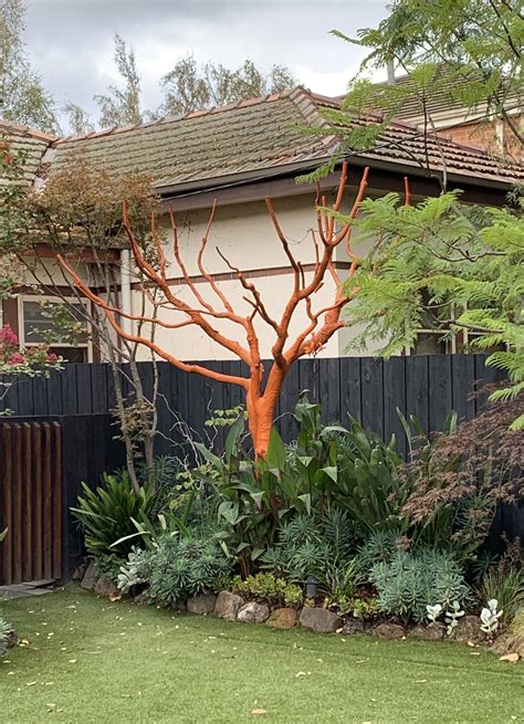 This Dead Tree In Someones Garden Which Has Been Painted Orange R