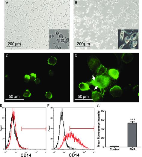 Pma Induced Thp 1 Cells Differentiation Into Macrophages Ab Thp 1