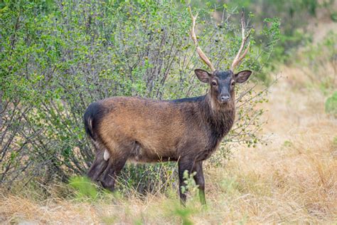 Sika Buck Stock Photo Download Image Now 2015 Agricultural Field