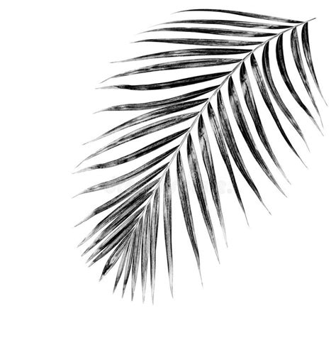 Black Leaves Of Palm Tree Stock Image Image Of Leaf 80953663
