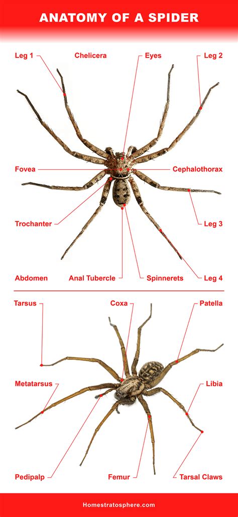 The 10 Most Common Types Of House Spiders Atelier Yuwaciaojp