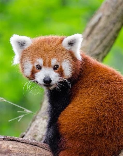 Coconutdaddy Productions Red Panda Escapes And Wanders Through Polish Zoo