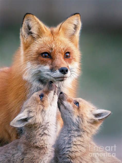 Fox Love Photograph By Rudy Viereckl Fine Art America