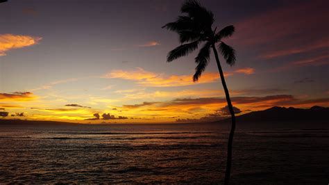 Wallpaper Maui Hawaii Ocean Palm Sunset 5k Nature 16699