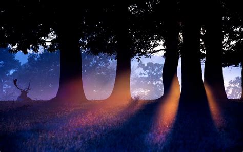 Wallpaper Sunlight Trees Forest Deer Animals Night Nature Sky