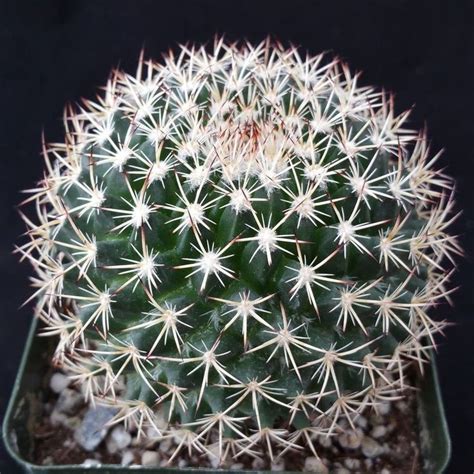 It can grow up to 70 feet, and live for over 150 years. How Long Do Cacti Live? en 2020 (con imágenes) | Cactus y ...