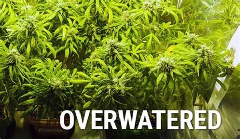 Best Time To Water Weed Plants And How Often To Water Cannabis