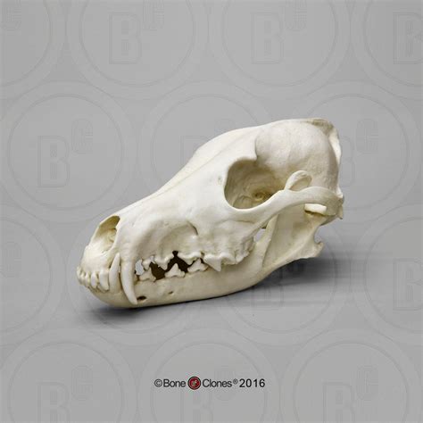 Canid Comparison Economy Skull Set Cast Replicas Comp 140 Darwin