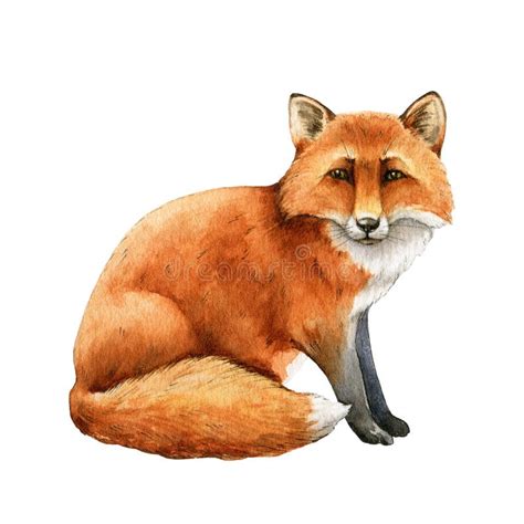 Cute Sitting Fox Watercolor Stock Illustrations 224 Cute Sitting Fox