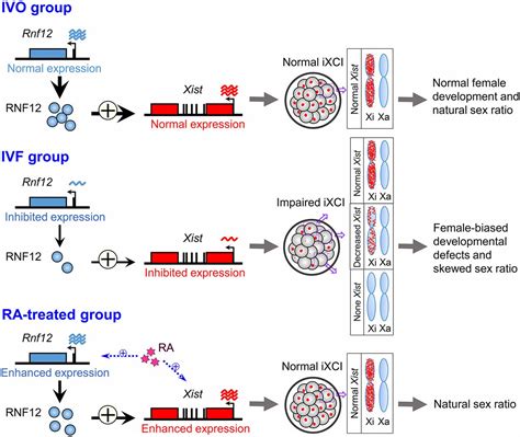 Impaired Imprinted X Chromosome Inactivation Is Responsible For The Skewed Sex Ratio Following