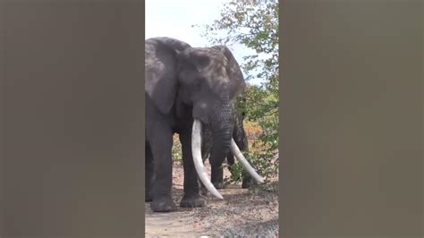 Elephant Tusker Masthulele Is Dead Youtube
