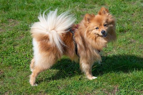 Everything You Need To Know About Pomeranian - Brisk Pets