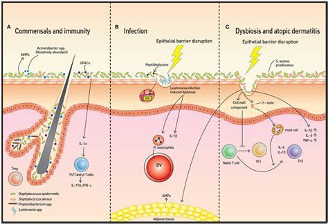 Frontiers The Role Of Skin And Orogenital Microbiota In Protective