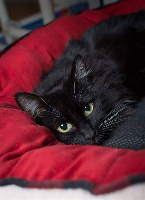 A Black Cat Laying On Top Of A Red Blanket