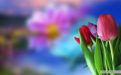 Colorful Flower Wallpapers Hd Free Wallpapers