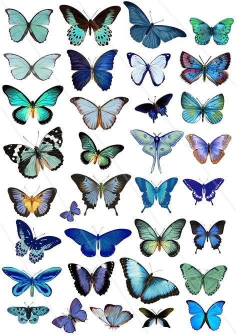 Butterflies Clipart Digital Collage Sheet Jpeg And Png Etsy Denmark