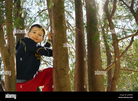 Smiling Young Boy Climbing Tree Outdoors With Sunshine Through Trees