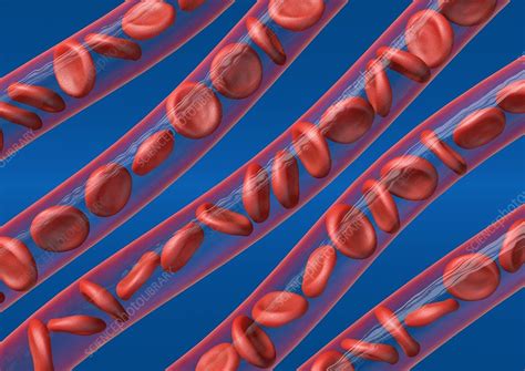 Red Blood Cells In Blood Vessels Artwork Stock Image C0116180